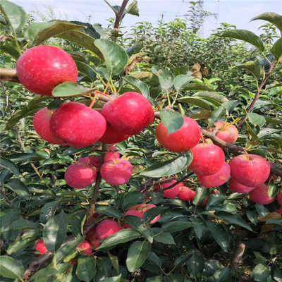 泛亚电竞官网_卵巢畸胎瘤 让她背了十年包袱